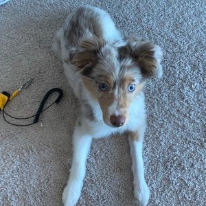 Meet your Posher, Jake